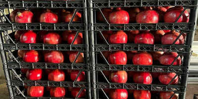 Offriamo la vendita di melograno. Stiamo iniziando a vendere