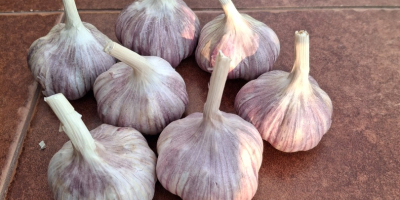 Polish garlic &quot;Harnaś&quot;. Various sizes: 4.5cm: 3.20 €/kg, 5cm: