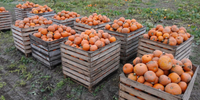 Продам целые машины, а также оптом и в розницу