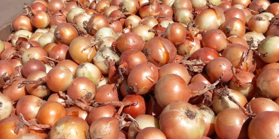 I sell diamond onions in large quantities, packed in