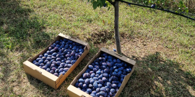 Ich verkaufe Pflaumen für den Eigenverbrauch, für Marmelade, Konfitüre