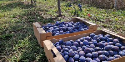 Ich verkaufe Pflaumen für den Eigenverbrauch, für Marmelade, Konfitüre