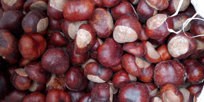 I will sell chestnuts 2.5 tons, personal collection only,