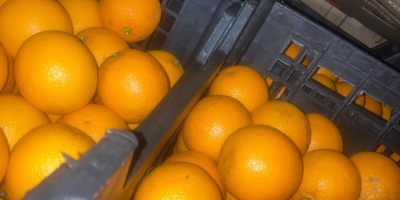 VALENCIA ORANGE Origin: Egypt Quality: 1B Caliber: 100 Packaging: