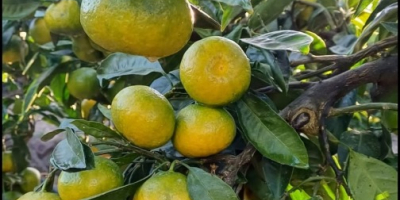 SATSUMA IWASAKI MANDARIN Herkunft: Spanien Qualität: 1B – Feldkaliber: