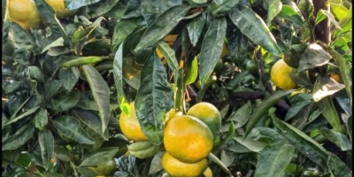 SATSUMA IWASAKI MANDARIN Herkunft: Spanien Qualität: 1B – Feldkaliber: