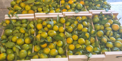 SATSUMA IWASAKI MANDARIN Herkunft: Spanien Qualität: 1B – Feldkaliber: