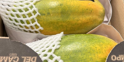 PAPAYA - BY AIR Origin: Colombia Quality: Premium Caliber: