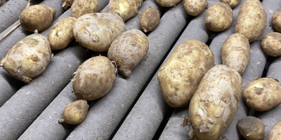 POTATO FOR FRYING Origin: Spain Quality: 1B Caliber: +45