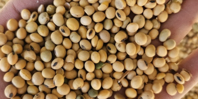 I will sell GMO/non-GMO soybeans in any quantities.