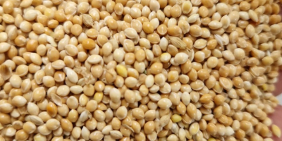 Selling Yellow / Red / White / Black Millet