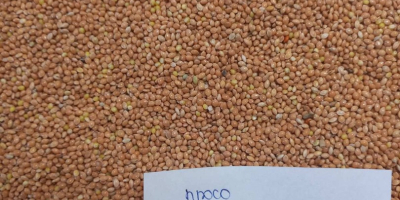 Selling Yellow / Red / White / Black Millet