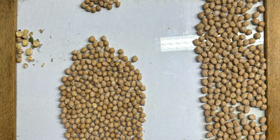 Chickpeas Caliber 6+ Caliber 7+ Caliber 8+