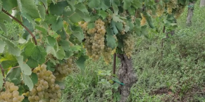 I am selling Falanghina DOC grapes. Approximately 17 quintals.