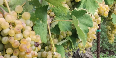 I am selling Falanghina DOC grapes. Approximately 17 quintals.