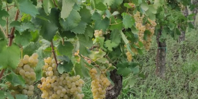 I am selling Falanghina DOC grapes. Approximately 17 quintals.