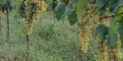 Falanghina DOC szőlőt árulok, kb 17 mázsa, kilónként 80