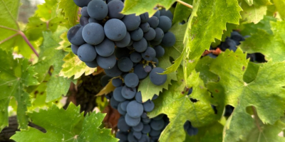 Struguri de vin de înaltă calitate disponibili pentru producerea