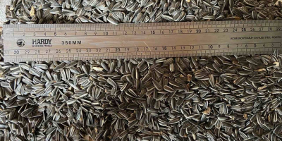 e have 250 tons of sunflower seeds of the