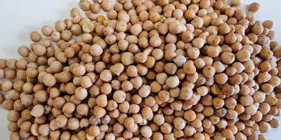 We have chickpeas for sale, please contact me [phone]