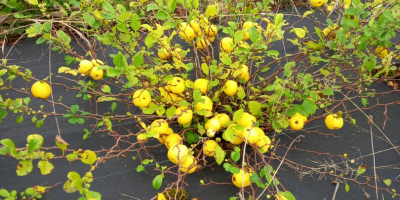 Fruit growing company is selling ECO japanese quinces (