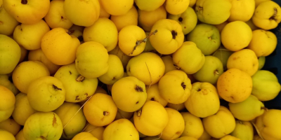 Fruit growing company is selling ECO japanese quinces (