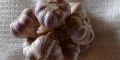 I will sell Polish garlic Harnaś different sizes more