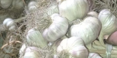 Ich werde polnischen Harnaś-Knoblauch in verschiedenen Größen verkaufen. Für