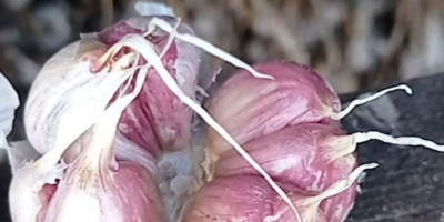 Ich werde polnischen Harnaś-Knoblauch in verschiedenen Größen verkaufen. Für