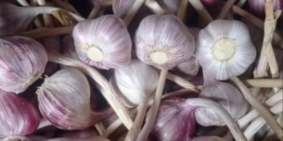 Ich werde polnischen Harnaś-Knoblauch in verschiedenen Größen verkaufen. Für