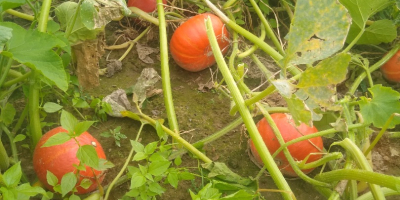 Am spre vanzare un dovleac bio din soiul Hokkaido,