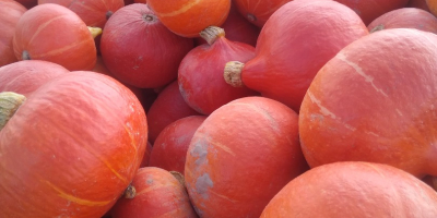 I have an organic pumpkin of the Hokkaido variety