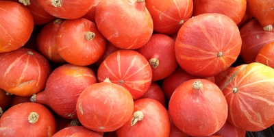 I have an organic pumpkin of the Hokkaido variety