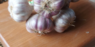 Ich werde Harnaś-Knoblauch in 10er-Bündel verkaufen, schön, gesund, lecker,