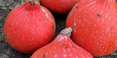 Concerning the start of the harvest season of pumpkins