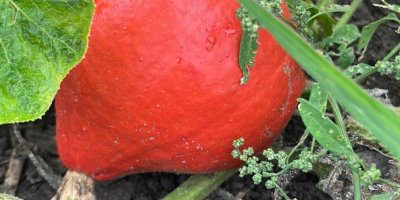 Concerning the start of the harvest season of pumpkins