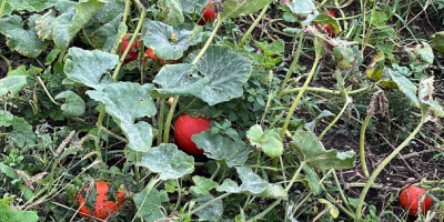 Concerning the start of the harvest season of pumpkins