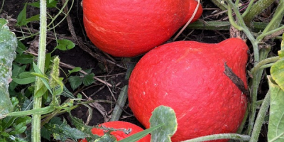 Concerning the start of the harvest season of pumpkins