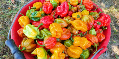 I will sell Habanero peppers in red and yellow.