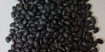 Black beans 900 tons 460-480 pieces per 100 grams