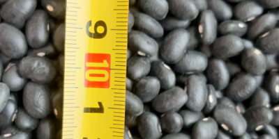 Black beans 900 tons 460-480 pieces per 100 grams