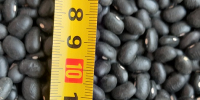 Black beans 900 tons 460-480 pieces per 100 grams