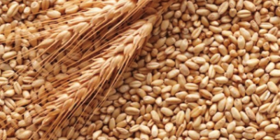 BGS Trading Ltd - Grain and Cereal Export Offer