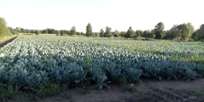 I am selling cauliflower loose or in strips, I