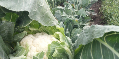 I am selling cauliflower loose or in strips, I