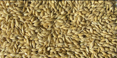 Selling brewing barley Varieties: Planet, Sebastian, Quench and others