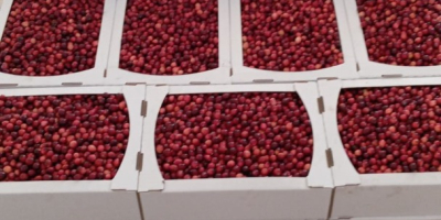 Hallo, wir produzieren Bio-Cranberries und haben dieses Jahr eine