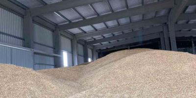 500 tons of spring oats for sale (good quality,