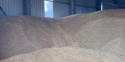 500 tons of spring oats for sale (good quality,