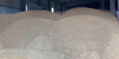 500 tons of spring oats for sale (good quality,